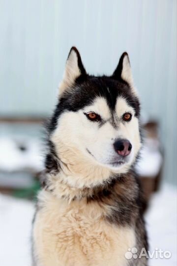 Ласковая девочка Баффи