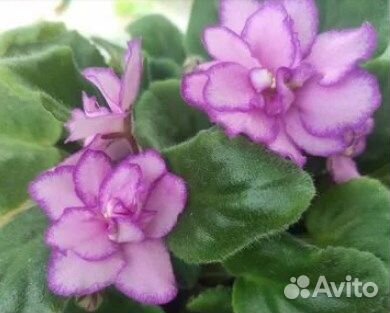 Фиалка махровая розовая