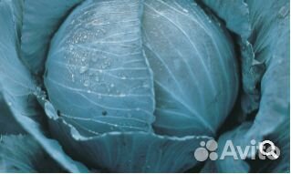 Семена Капусты 