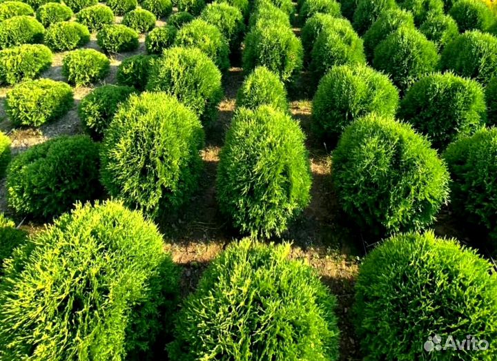 Туя смарагд в кассете оптом