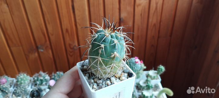 Кактус Gymnocalycium Spegazzinii cv. Feduka