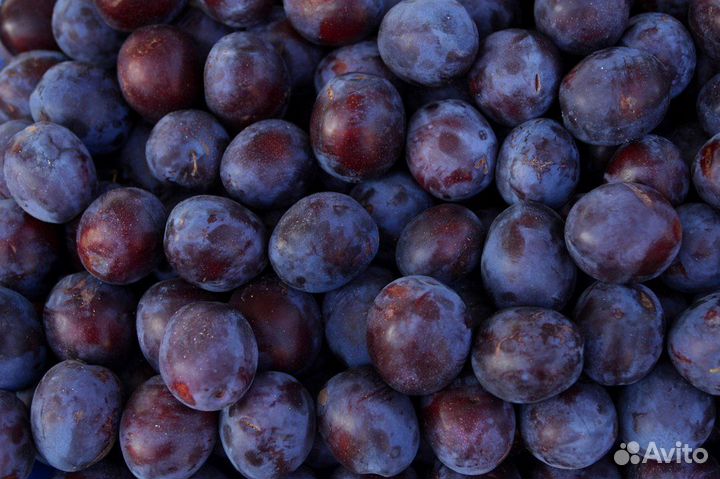 Саженцы малины, вишня, слива синяя