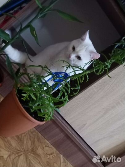 Коты в хорошие руки