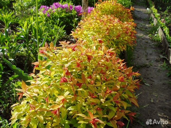 Спирея фонтан снежно белых цветов Грейфшейм