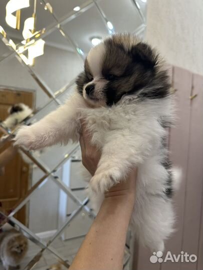 Щенки шпица