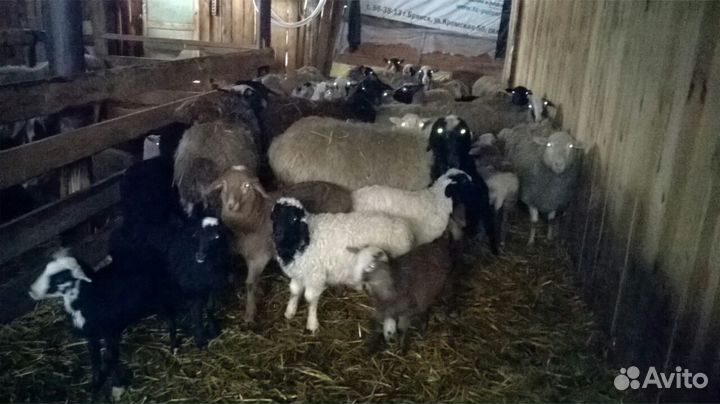 Ярки, баранчики, шерсть