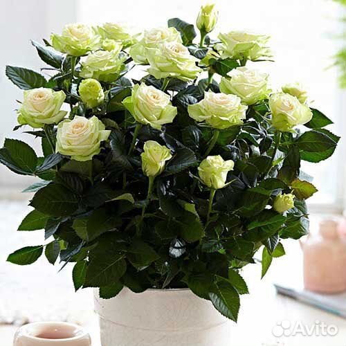 Саженцы роза- спрей Grin Glow