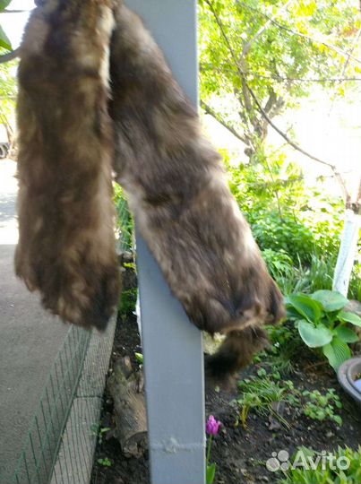 Шкуры куницы