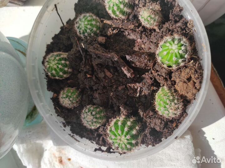 Кактусы