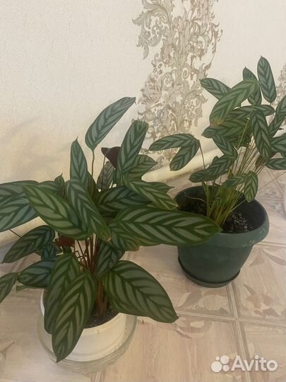 Комнатные цветы