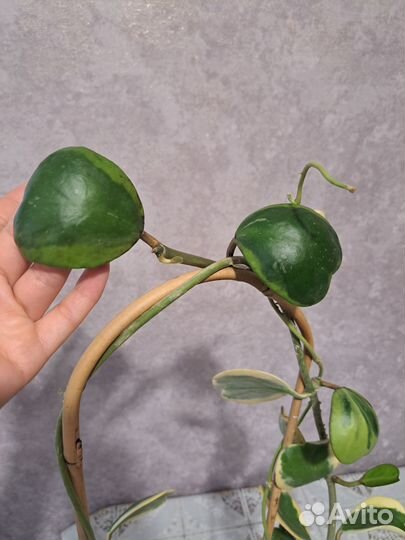 Хойя kerry вариегатная