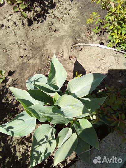 Хоста голубая