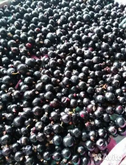 Ягоды клубника