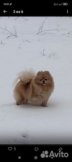 Миниатюрный мальчик шпиц