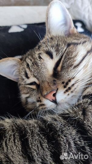 Отдаем кошку в добрые руки