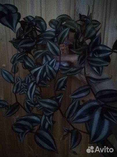 Традесканция