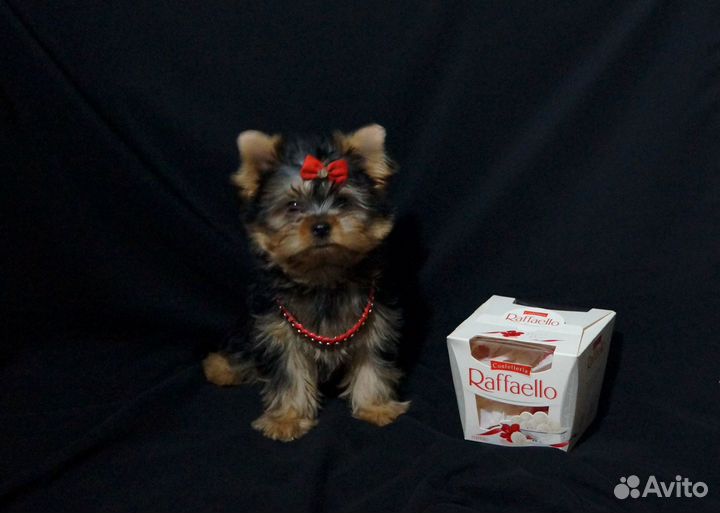 Кукляшки-мордашки йорки от Чемпиона мини щенки