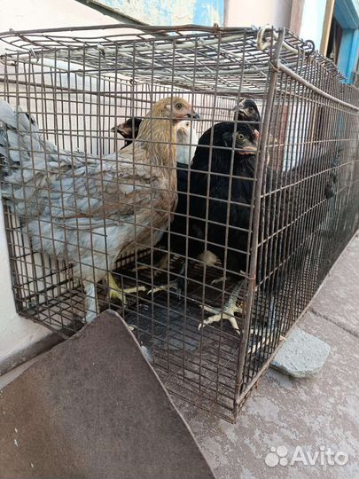 Домашняя птица