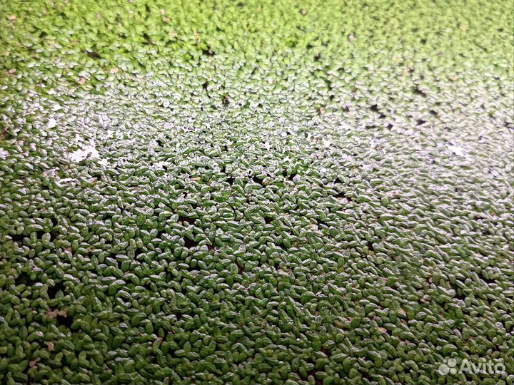 Отдам ряску