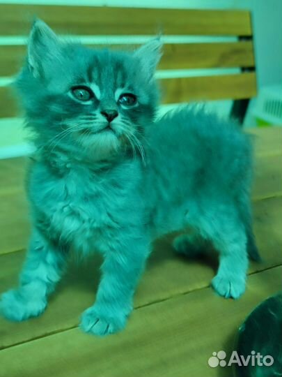 Котенок