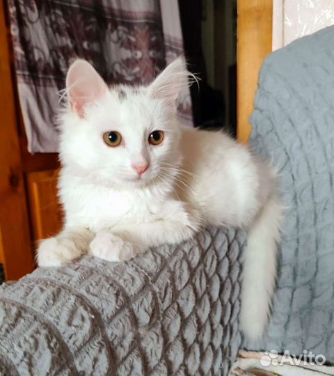 Белоснежная ангорка с заколками Ассоль