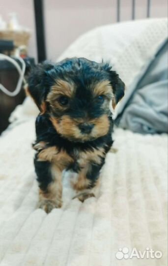 Йоркширский терьер