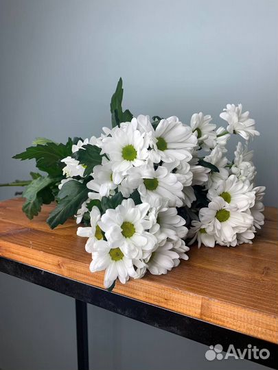 Кустовая ромашковая хризантема