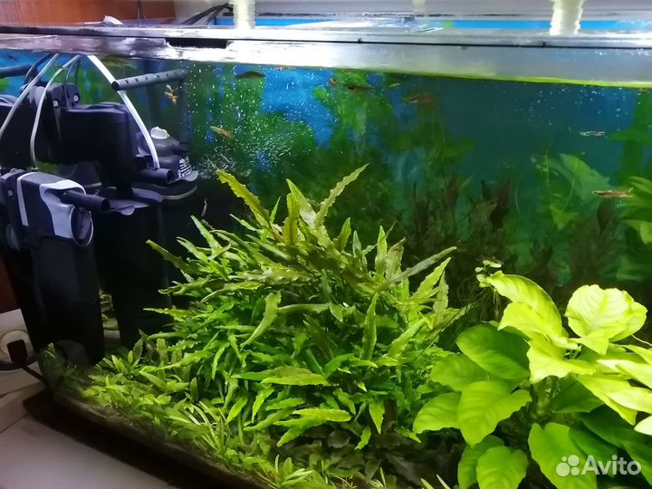 Готовый аквариум