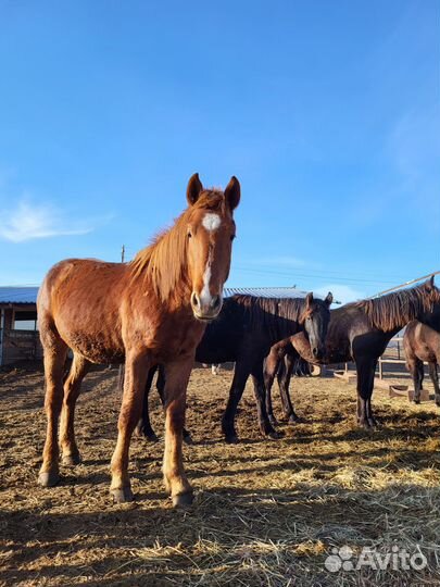 Продажа лошадей