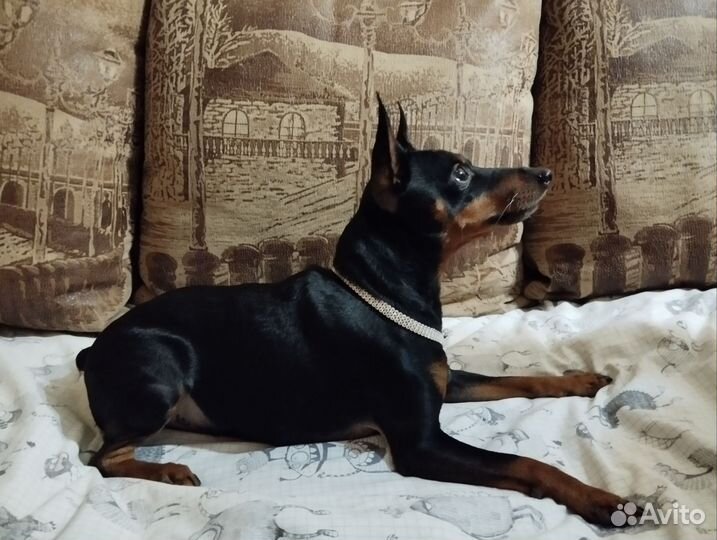 Вязка цвергпинчер