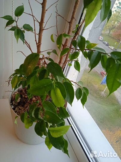 Фикус бенджамина большой
