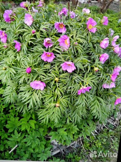 Цветы для дачи