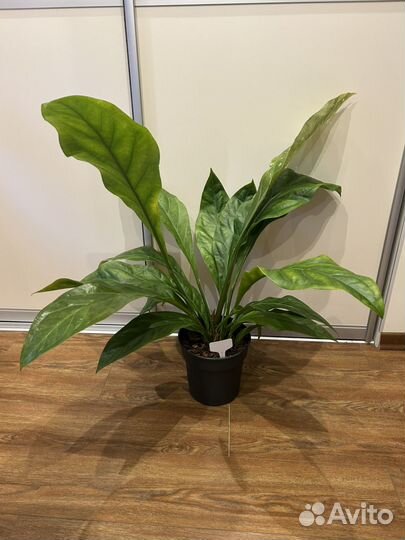 Антуриум Джангл Баш