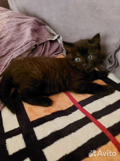 Кошка в дар бесплатно