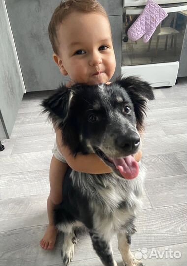 Собака в добрые руки