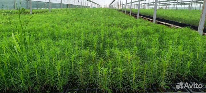 Саженцы сосны обыкновенной зкс