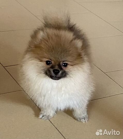 Девочка мини