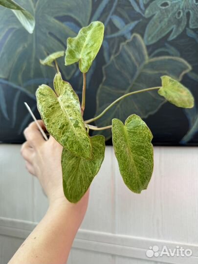 Филодендрон