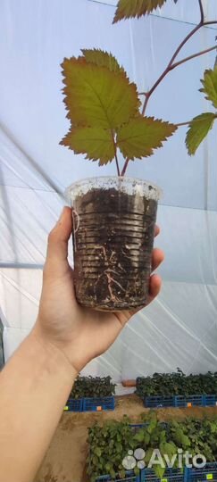 Рассада Малины и Ежевики