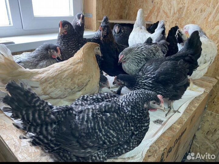 Куры несушки