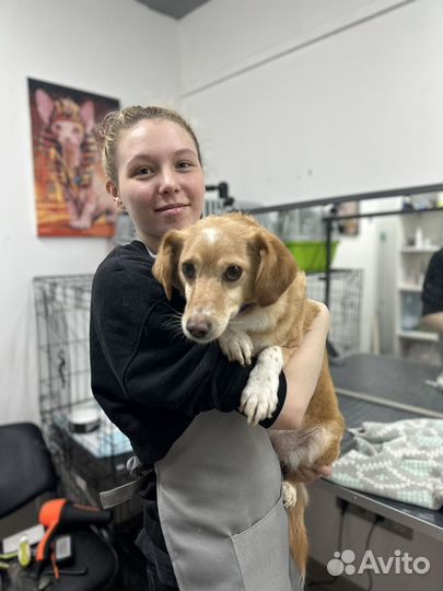 Стрижка собак