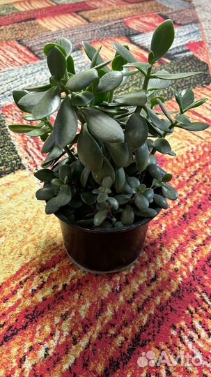 Крассула толстянка, денежное дерево