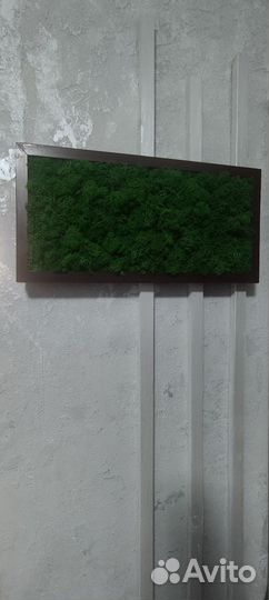 Картина из стабилизированного мха