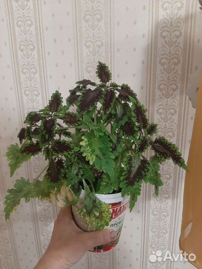 Комнатные цветы