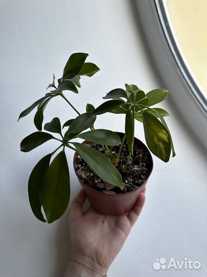 Шефлера вариегатная