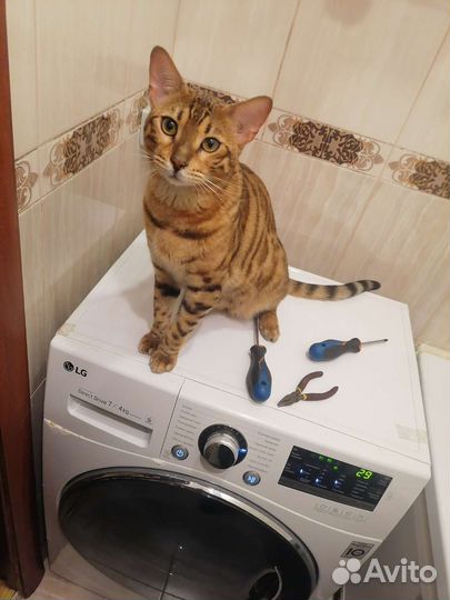 Ремонт стиральных машин Посудомоек Частный мастер