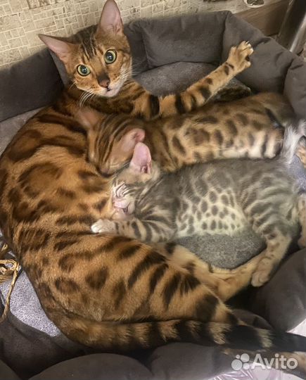 Бенгальская