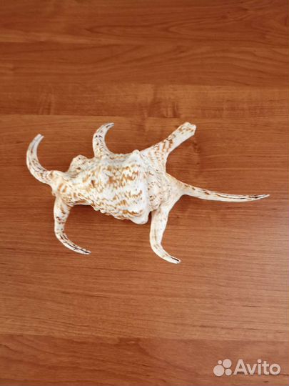 Натуральная ракушка