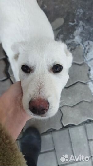 Метис Овчарки