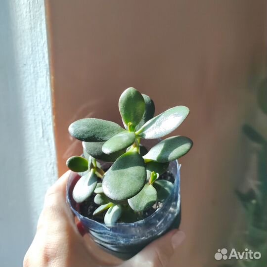 Крассула толстянка